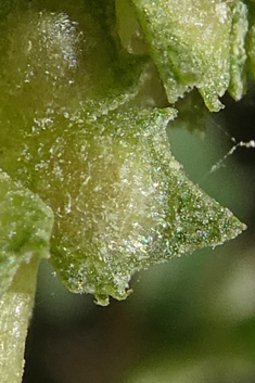 Atriplex suberecta