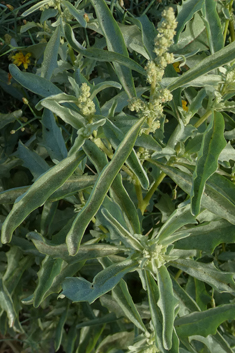 Atriplex semilunaris