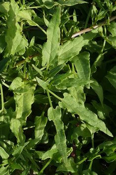 Patellifolia procumbens