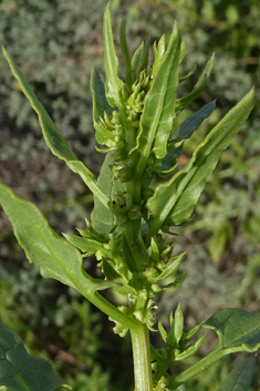 Patellifolia procumbens