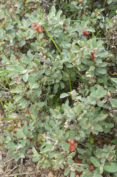 Berry Saltbush