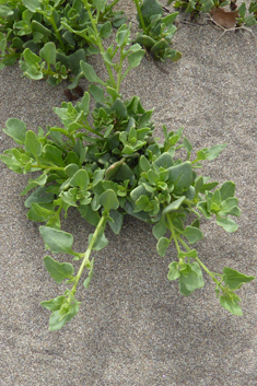 Patellifolia patellaris