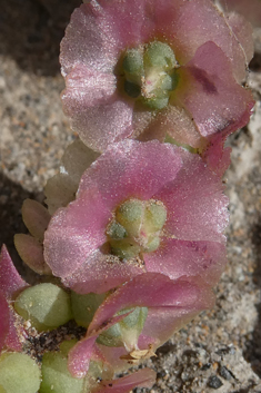 Vermiculate Saltwort