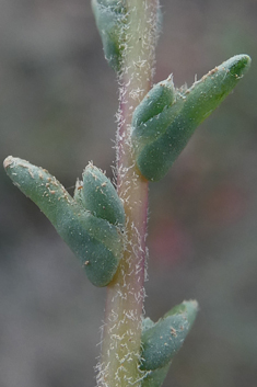 Vermiculate Saltwort
