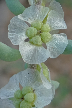 Short-leaved Saltwort