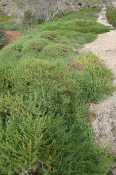 Shrubby Sea-blite