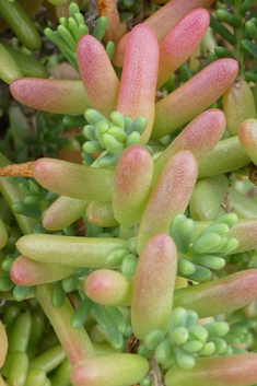 Shrubby Sea-blite
