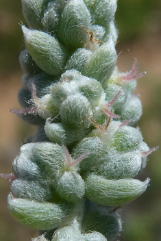 Bassia tomentosa