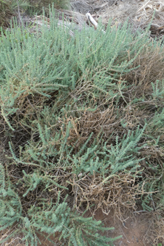 Vermiculate Saltwort