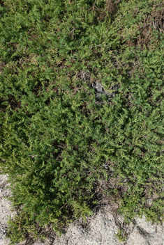 Shrubby Sea-blite