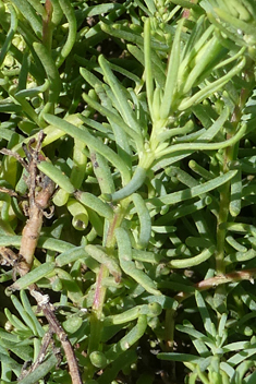 Shrubby Sea-blite