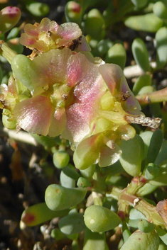 Divaricate Saltwort