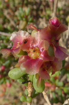 Divaricate Saltwort