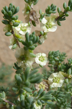 Short-leaved Saltwort