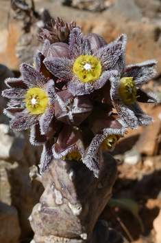 Burchard's Carrionflower