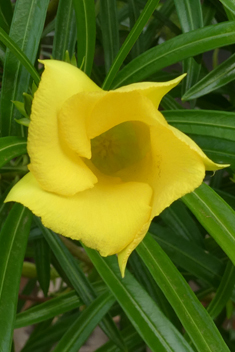 Yellow Oleander
