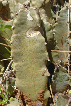 Burchard's Carrionflower