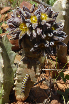 Burchard's Carrionflower
