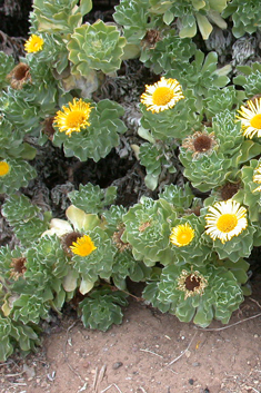 Fuerteventura Sea-daisy