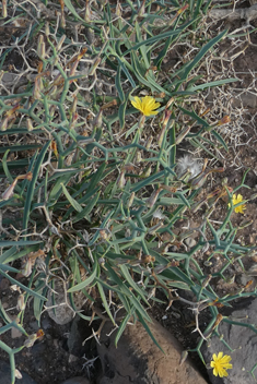 Shrubby Sow-thistle