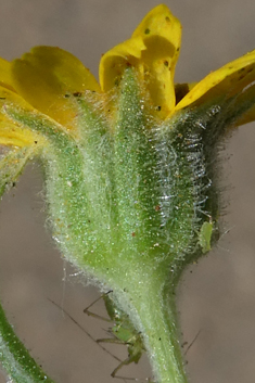 Three-winged Marigold