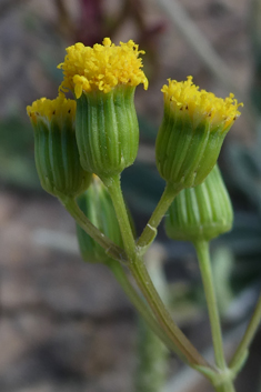 Senecio massaicus