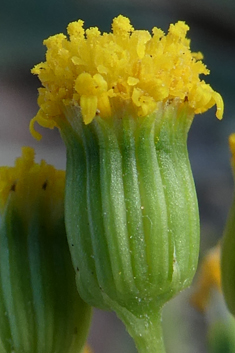 Senecio massaicus