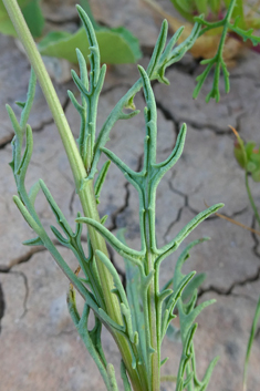 Senecio massaicus
