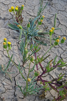 Senecio massaicus