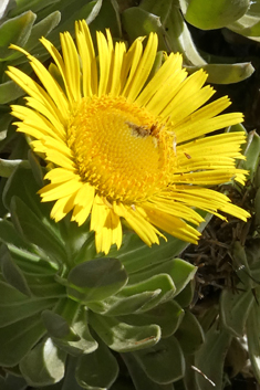 Fuerteventura Sea-daisy