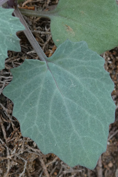 Senecio flavus