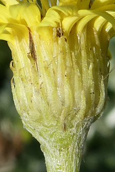 Burchard's Fleabane