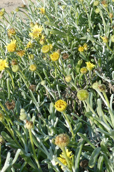Burchard's Fleabane