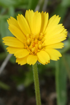Three-winged Marigold