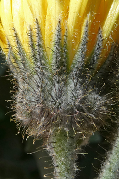 Pinnatifid Andryala