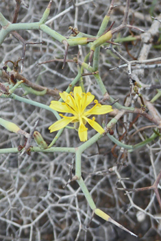 Shrubby Sow-thistle