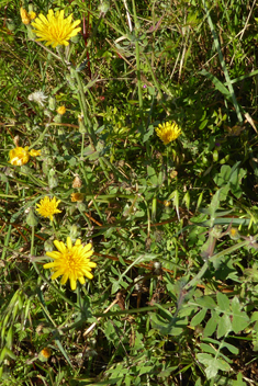Slender Sow-thistle