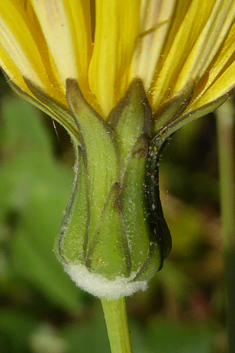 Slender Sow-thistle
