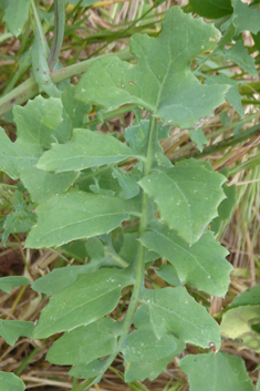 Slender Sow-thistle