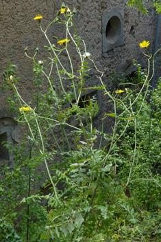 Slender Sow-thistle