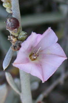 Convolvulus caput-medusae