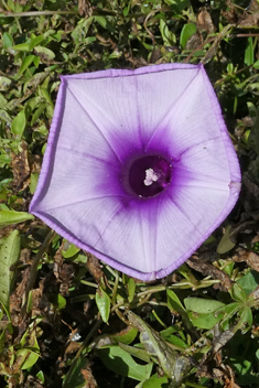 Coastal Morning-glory