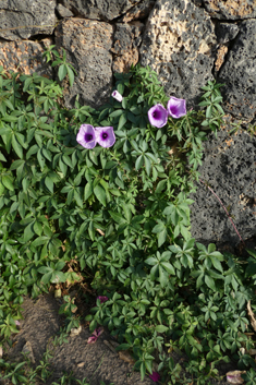 Coastal Morning-glory