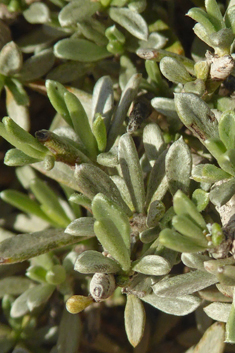 Convolvulus caput-medusae