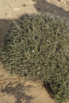 Convolvulus caput-medusae