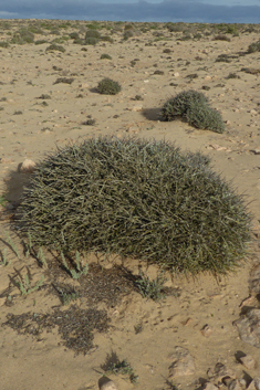 Convolvulus caput-medusae