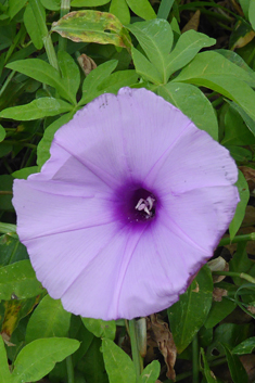 Coastal Morning-glory