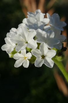 Many-branched Heliotrope