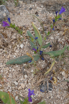 Bonnet's Bugloss