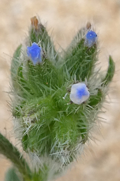 Mairetis microsperma